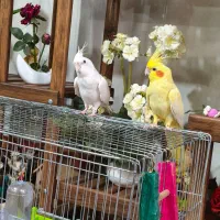 مرند بهسد هردو اروس اهلی