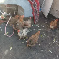 مرغ تخمگذار