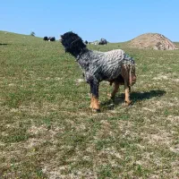 سلام یک عدد قوچ سالار بفروش میرید