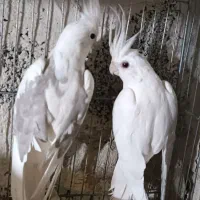 عروس هلندی آلبینو مولد