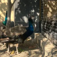 طاووس نر هندی ۱۸ ماهه|پرنده|رودهن, |دیوار