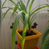 فروش گل طبیعی به علت جابه جایی|گل و گیاه طبیعی|بیرجند, |دیوار