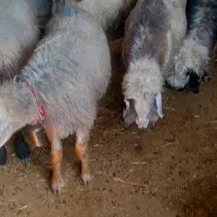 5 راس کاوه اصیل بختیاری و یک راس میش جوون بختیاری