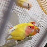 دو جفت برزیلی|پرنده|ارومیه, |دیوار