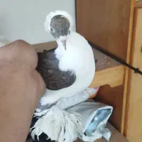 کبوتر|پرنده|تبریز, |دیوار