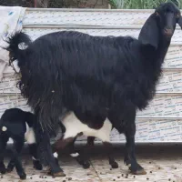 بز،تیشتر بز با دو کهره ماده رشید شی دار شکم اول