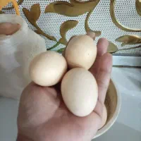 تخم مرغ ارگانیک خانگی