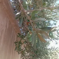 خریدار.چوب.و.انواع درختان خشک