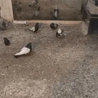 کبوتر|پرنده|گرمی, |دیوار