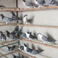 سیاپشت خرقه یا بدرنگ|پرنده|اصفهان, دهنو (محمدآباد)|دیوار
