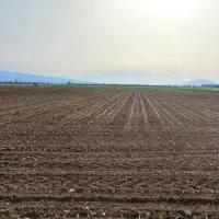 اجاره-زمین-کشاورزی-به-همراه-آب-برای-نهالستان