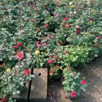 باغبانی درختکاری سم پاشی و دیوار کشی تضمینی