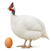 جوجه مرغ شاخدار