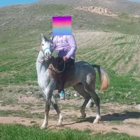 مادیان درجه ۱