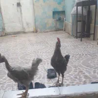 خروس