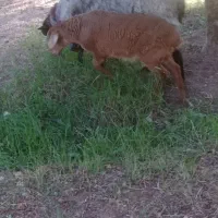 میشه بره