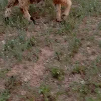 بره قوچ بذری