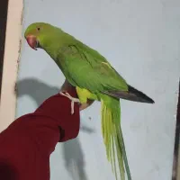 طوطی ملنگو