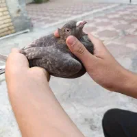 کبوتر قهوه‌ای دم سفید ماده|پرنده|مرودشت, ژیان|دیوار