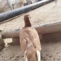 شوش|پرنده|شوش, |دیوار