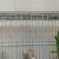 یک جفت آماده فنچ پنگوئنی نژاد خاص