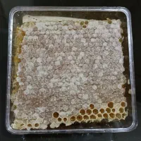 عسل کاملاً طبیعی به شرط آزمایش