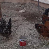 مرغ و خروس گلین|حیوانات مزرعه|کاشان, قطب راوندی|دیوار