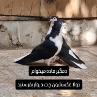 کبوتر سیاه پشت دولا ماده