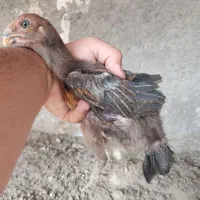 جوجه لاری اصل