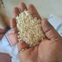 برنج طارم دومسیا ه|خوردنی و آشامیدنی|سیمین شهر, |دیوار