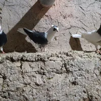 کبوتر جوین|پرنده|جوین, |دیوار