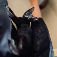 گربه