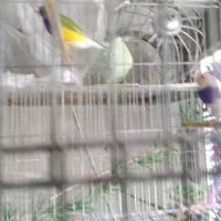 فروش یه جفت گلدین رنگ خاص و کمیاب جوان