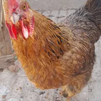 مرغ تخمگذار