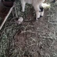 بره‌نر‌سالم