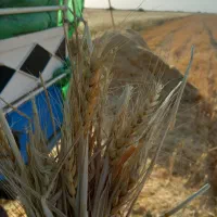 کاه و یونجه