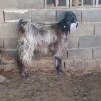 گیسه ترکی سالار شکم اول