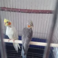 سلام گم شده