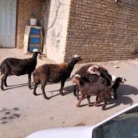 میش بره