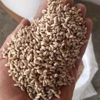 هسته انار روغنگیری