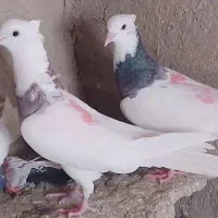 کبوتر توقی