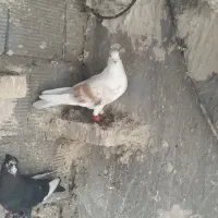سه تاکبوترگرفتنی نردوری|پرنده|اهواز, بهارستان|دیوار