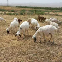 بز زاییده|حیوانات مزرعه|قائن, |دیوار