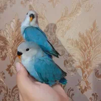 طوطی کوتوله