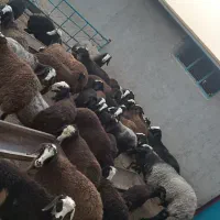 میش دوقلو را شال
