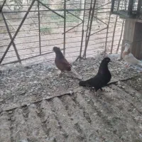 سرخ و زاغ پرشی