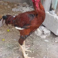مرغ وخروس|حیوانات مزرعه|بندرعباس, |دیوار