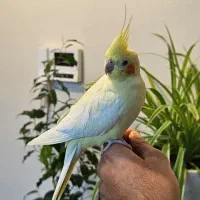 عروس هلندی پاریس ملنگو مرغ مینا طوطی|پرنده|شاهینشهر, فردوسی|دیوار