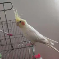 عروس هلندی لوتینو