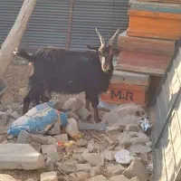 فروش بره و بزغاله